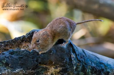 Arvicola rossastra (Clethrionomys glareolus)