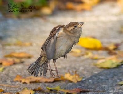 Passero domestico (Passer domesticus)
