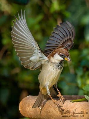 Passero domestico (Passer domesticus)