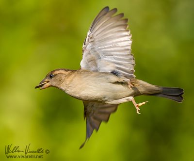 Passero domestico (Passer domesticus)