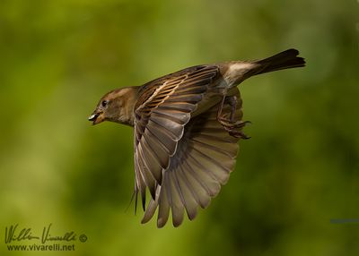 Passero domestico (Passer domesticus)