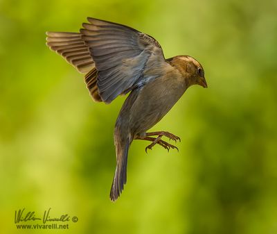 Passero domestico (Passer domesticus)