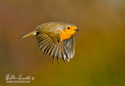 Pettirosso (Erithacus rubecula)