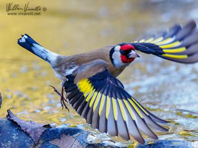 Cinciarella (Cyanistes caeruleus)