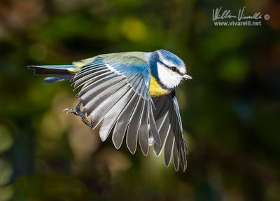 Cinciarella (Cyanistes caeruleus)