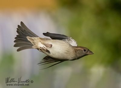 Passero domestico (Passer domesticus)