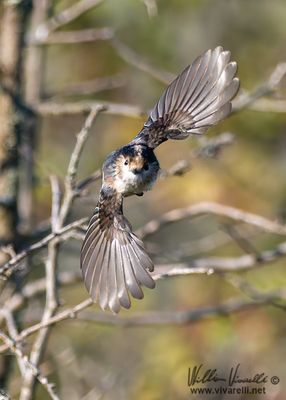 Codibugnolo (Aegithalos caudatus)