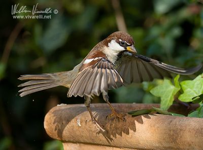 Passero domestico (Passer domesticus)