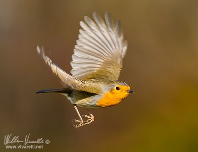 Pettirosso (Erithacus rubecula)