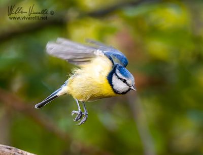 Cinciarella (Cyanistes caeruleus)