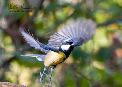 Cinciallegra (Parus major)