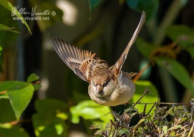 Passero domestico (Passer domesticus)