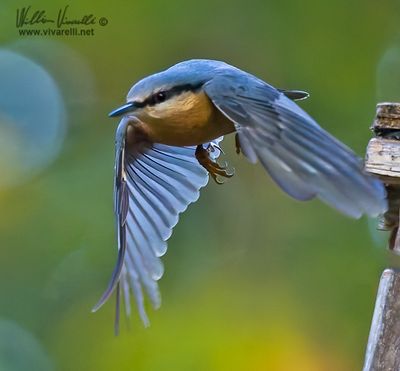 Picchio muratore (Sitta europaea)