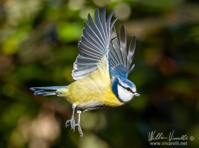 Cinciarella (Cyanistes caeruleus)