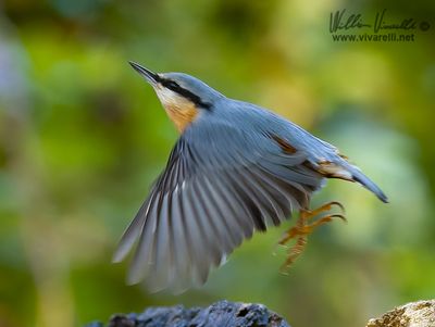 Picchio muratore (Sitta europaea)