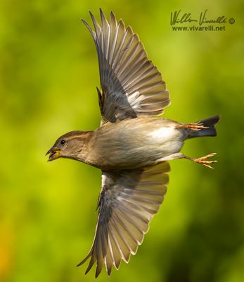 Passero domestico (Passer domesticus)