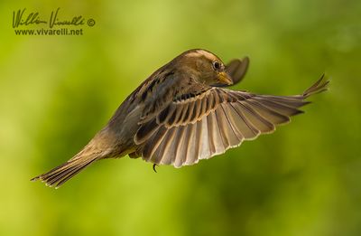 Passero domestico (Passer domesticus)