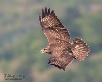 Poiana (Buteo buteo)
