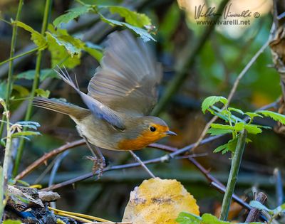 Pettirosso (Erithacus rubecula)