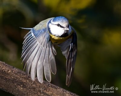 Cinciarella (Cyanistes caeruleus)