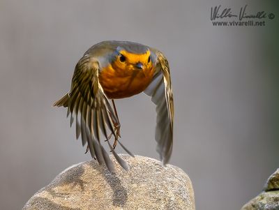 Pettirosso (Erithacus rubecula)