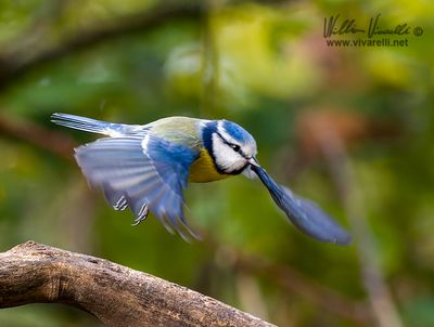 Cinciarella (Cyanistes caeruleus)