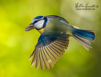 Cinciarella (Cyanistes caeruleus)