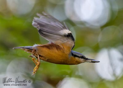 Picchio muratore (Sitta europaea)