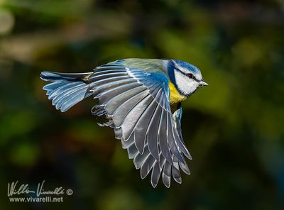 Cinciarella (Cyanistes caeruleus)