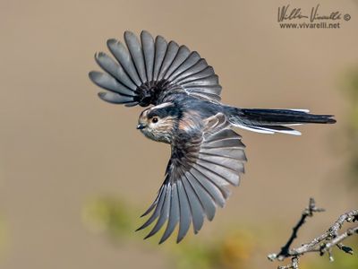 Codibugnolo (Aegithalos caudatus)