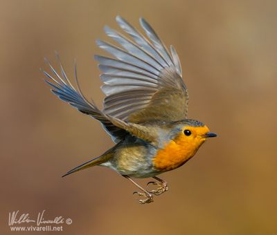 Pettirosso (Erithacus rubecula)