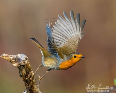 Pettirosso (Erithacus rubecula)