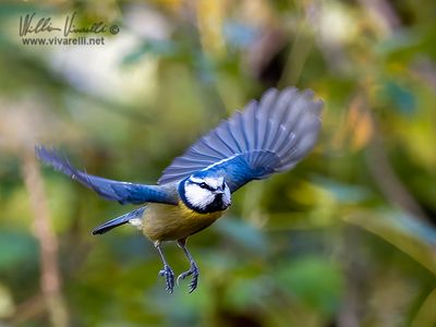 Cinciarella (Cyanistes caeruleus)