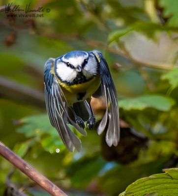 Cinciarella (Cyanistes caeruleus)