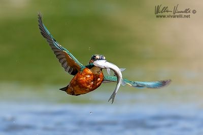 Martin pescatore (Alcedo atthis)