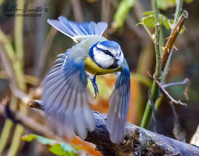 Cinciarella (Cyanistes caeruleus)