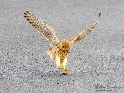 Gheppio (Falco tinnunculus)