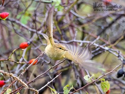 Luì piccolo (Phylloscopus collybita)