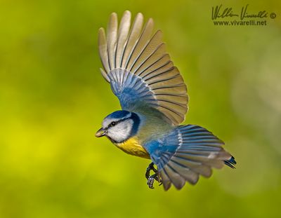 Cinciarella (Cyanistes caeruleus)