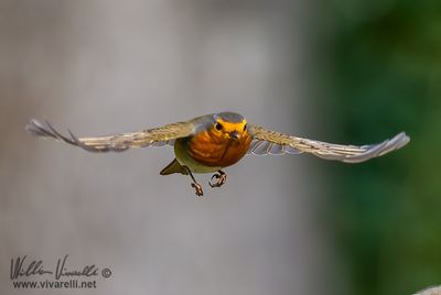 Picchio muratore (Sitta europaea)