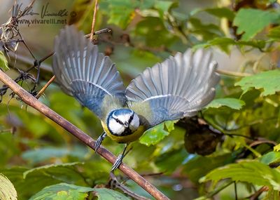 Cinciarella (Cyanistes caeruleus)
