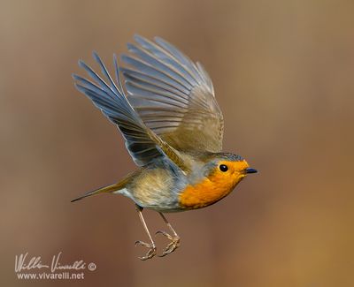 Pettirosso (Erithacus rubecula)