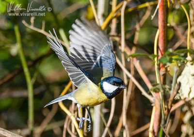 Cinciallegra (Parus major)