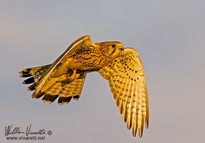 Gheppio (Falco tinnunculus)