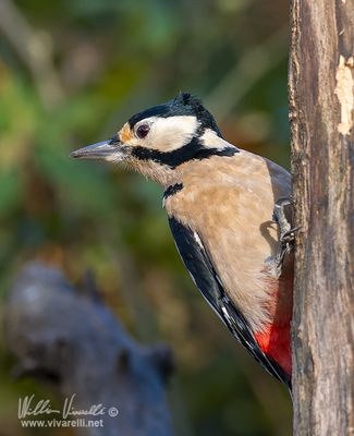 Picchio rosso maggiore (Dendrocopos major)