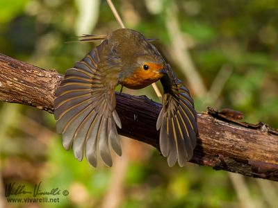 Pettirosso (Erithacus rubecula)