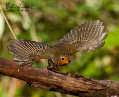 Pettirosso (Erithacus rubecula)
