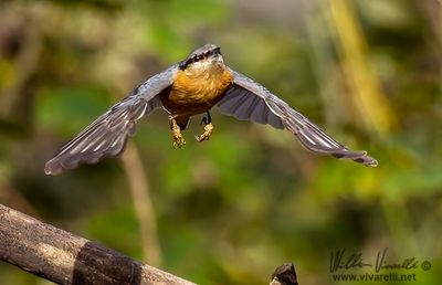 Picchio muratore (Sitta europaea)