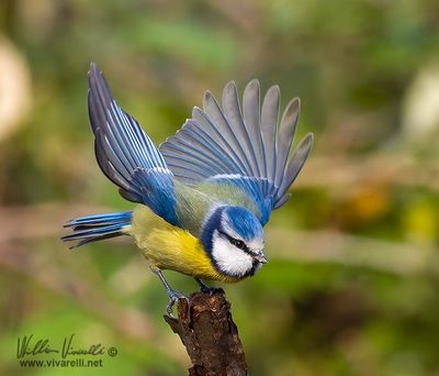 Cinciarella (Cyanistes caeruleus)