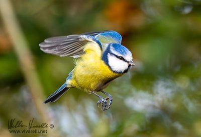 Cinciarella (Cyanistes caeruleus)